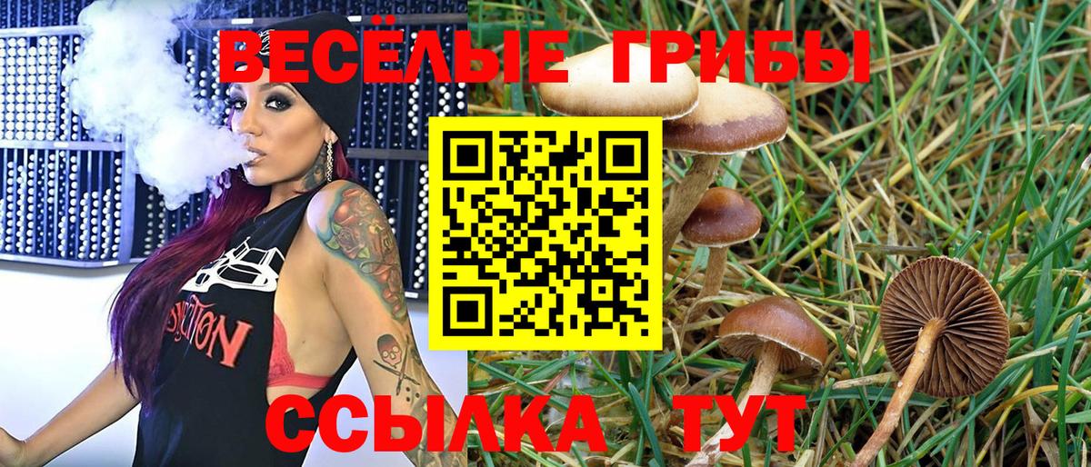 Тулун  Псилоцибиновые грибы прущие грибы  Вход с VPN 